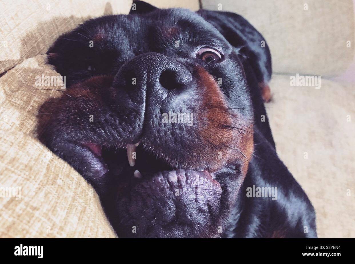 Rottweiler, 1 year old, very cheeky! Stock Photo