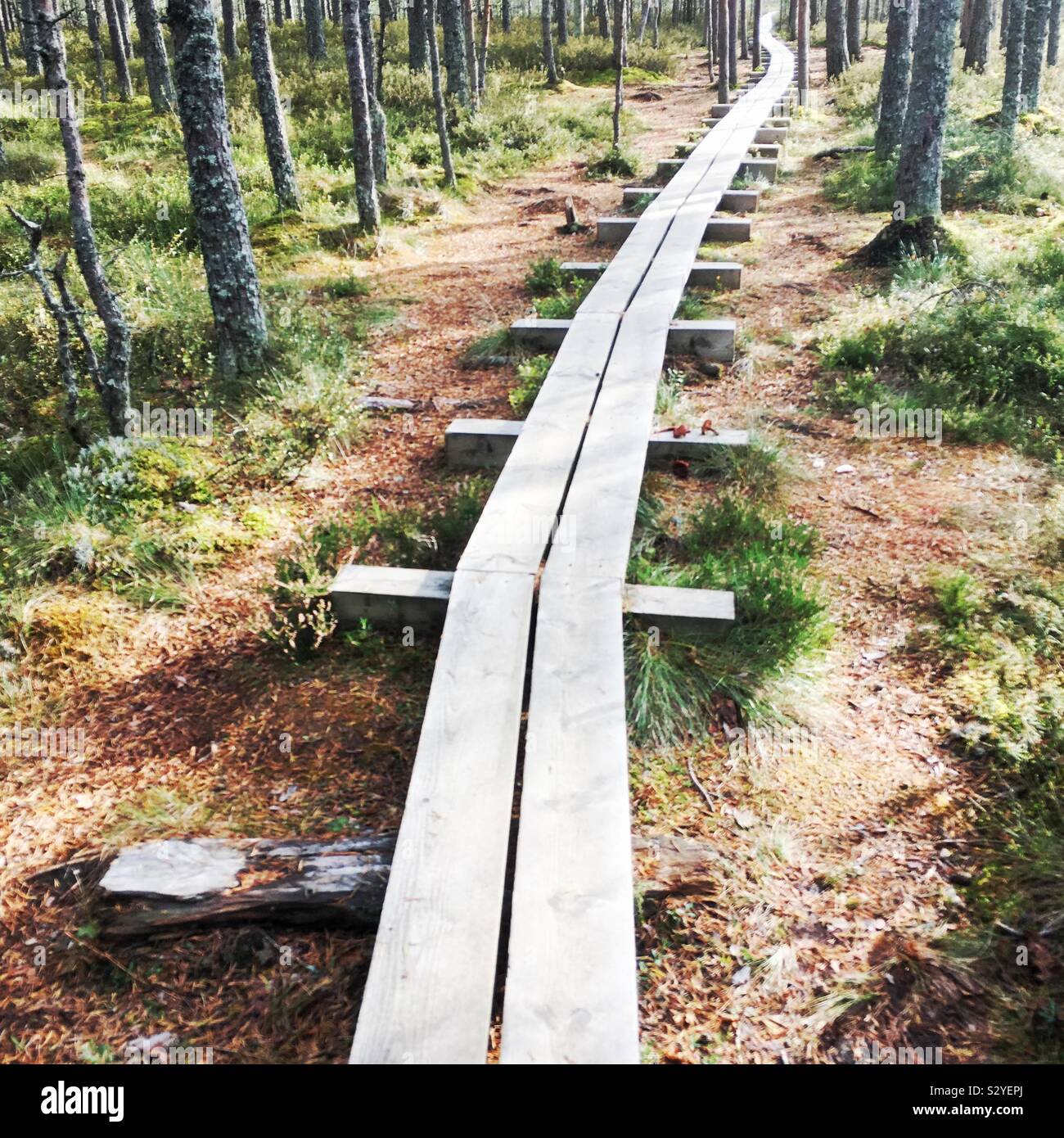 Viru Bog, Lahemaa National Park, Estonia - Smartphone Captured Stock Image