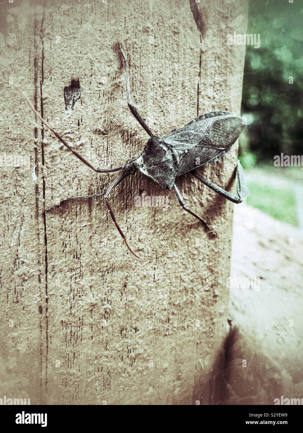 Giant leaf-footed bug missing one leg resting on timber - Smartphone Captured Stock Image