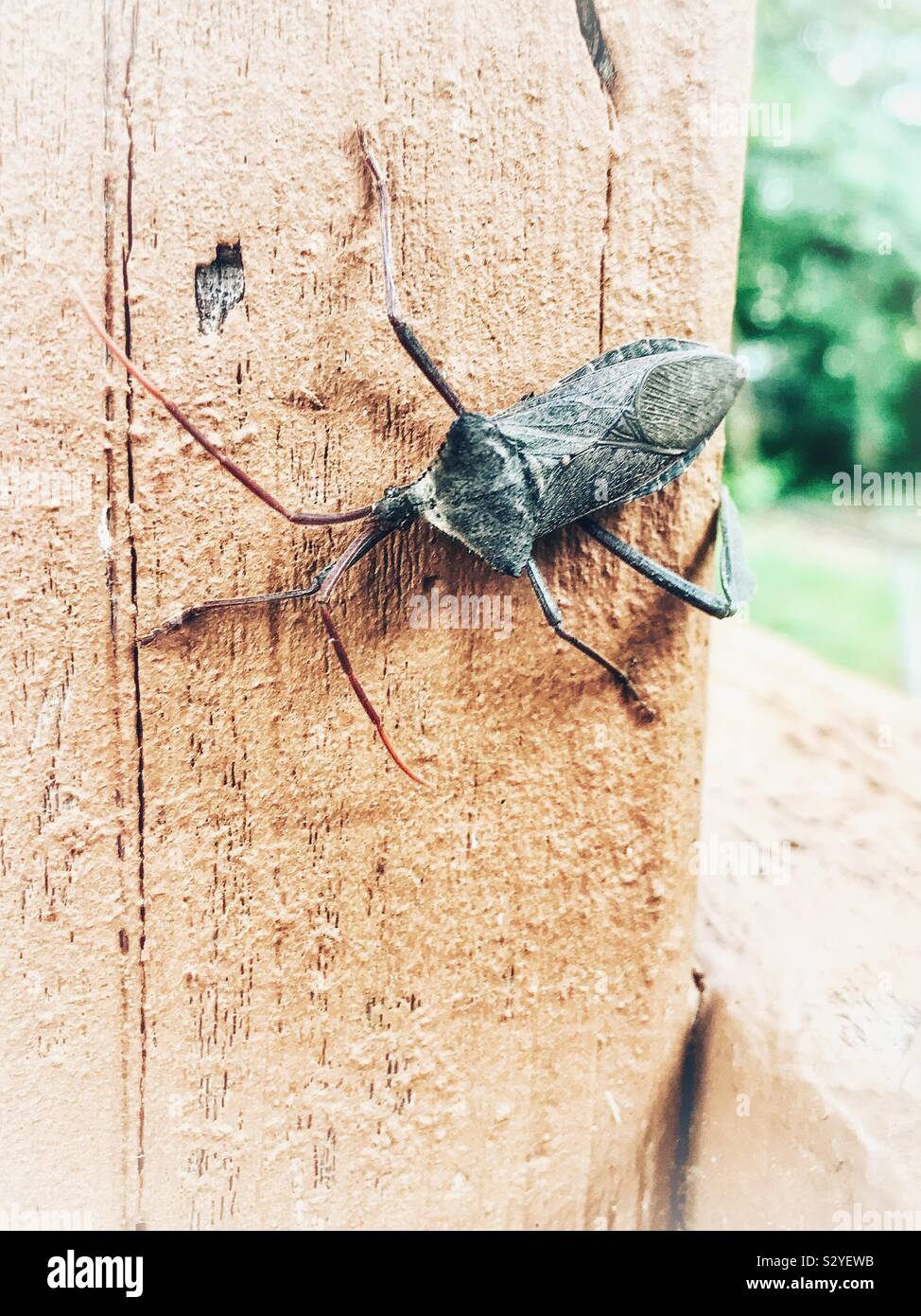 Giant leaf-footed bug with missing leg - Smartphone Captured Stock Image