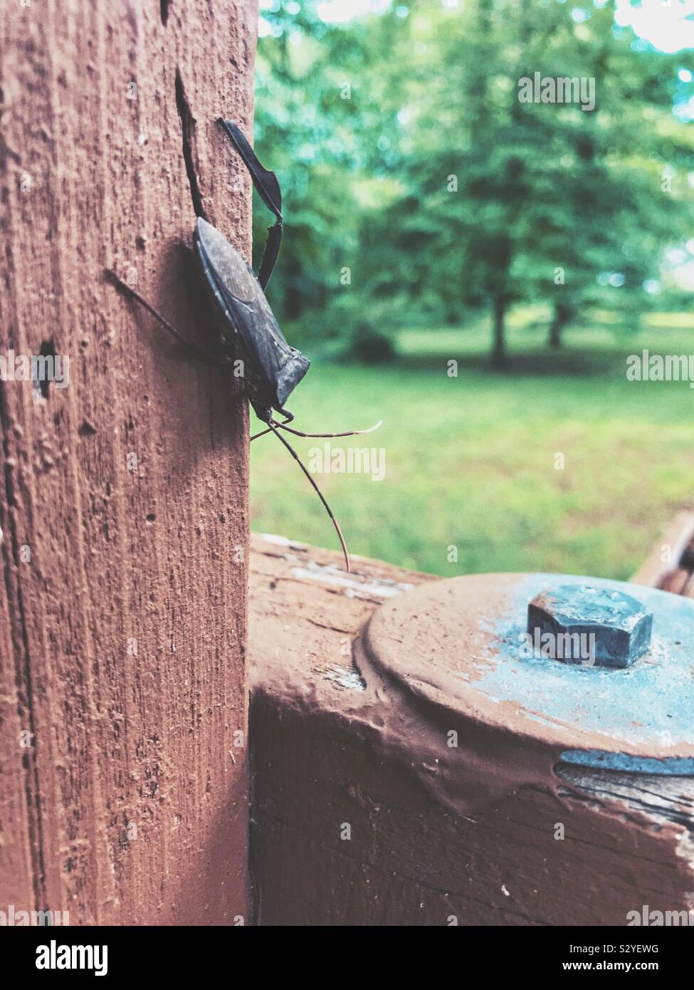 Giant leaf-footed bug with missing leg rests on a timber - Smartphone Captured Stock Image