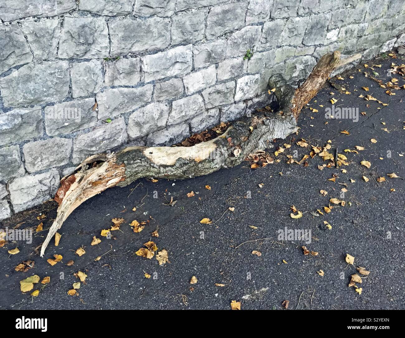 A rotten branch which has fallen from a tree onto the pavement Stock Photo