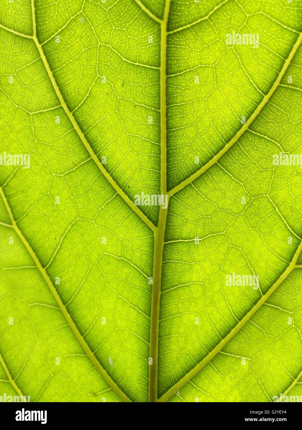 Underside of a Fiddle Leaf Fig (Ficus lyrata) tree. Stock Photo