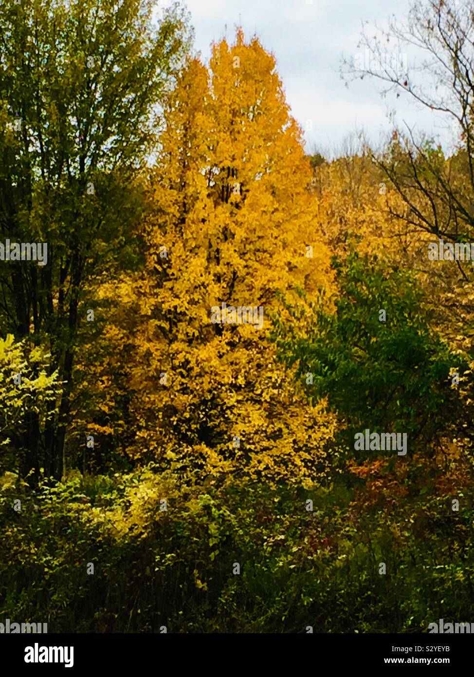Autumn Gold Stock Photo