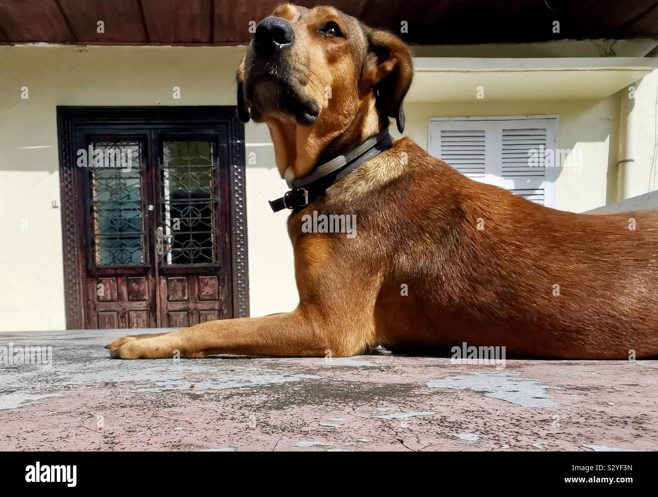 A cute dog in Moroni, Comoros. - Smartphone Captured Stock Image