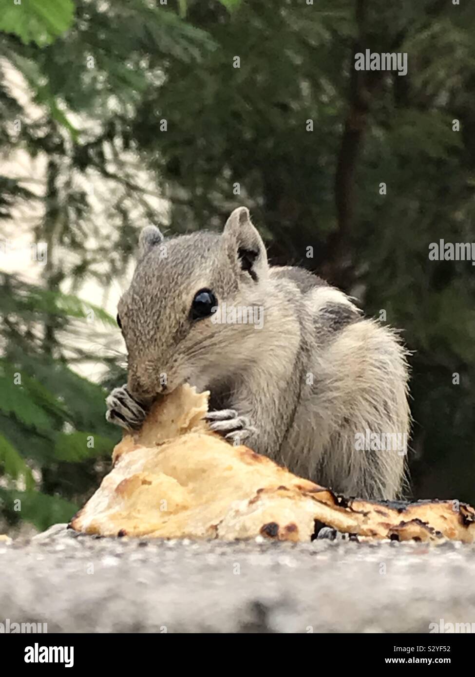 Squirrel eating food Stock Photo Alamy