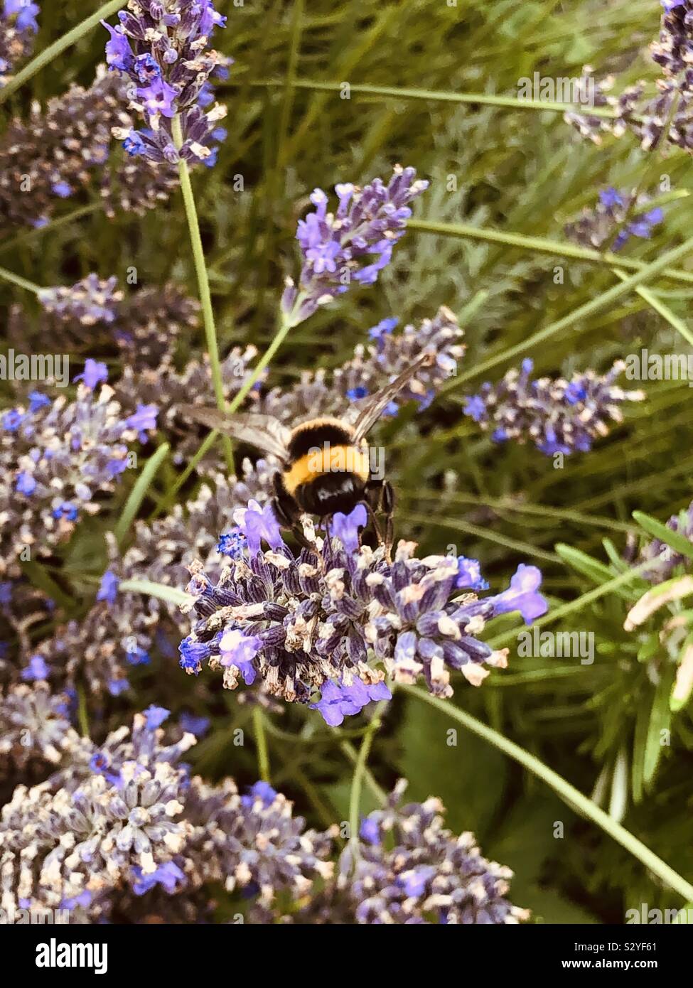 Summer Bee Stock Photo