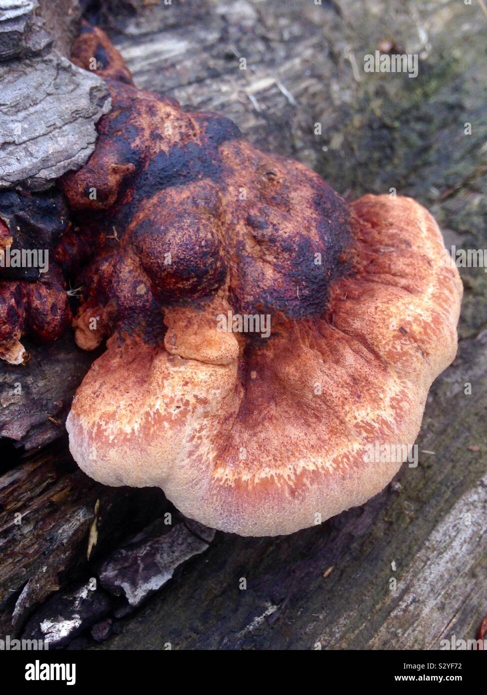 Fungus on a tree stump Stock Photo