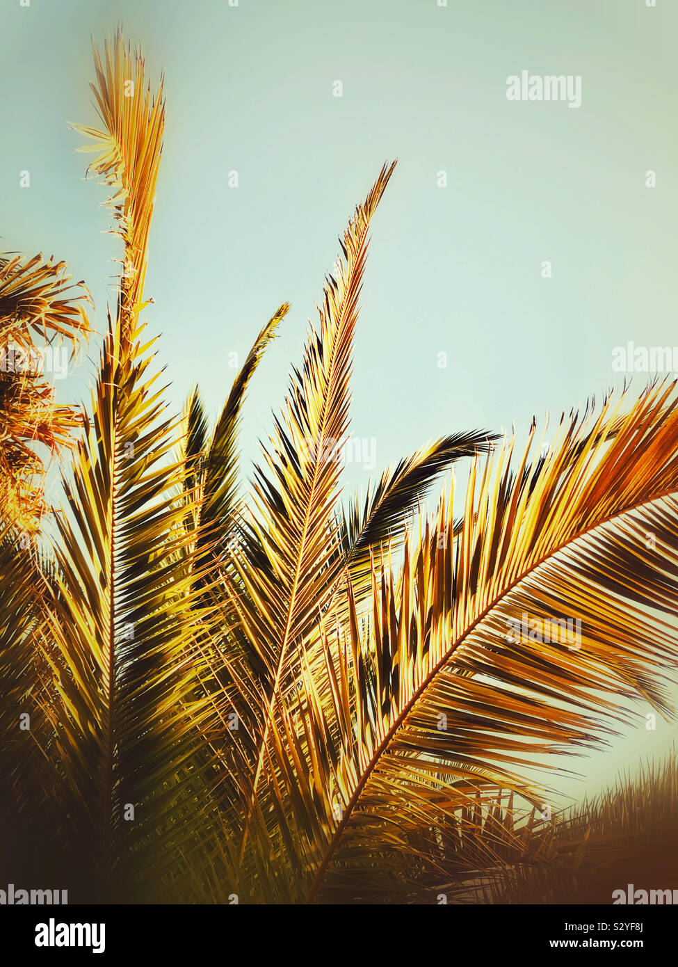 Palm tree leaves Stock Photo