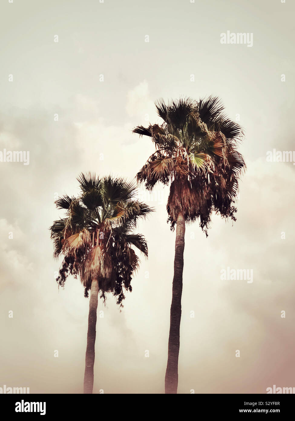A pair of palm trees - Smartphone Captured Stock Image