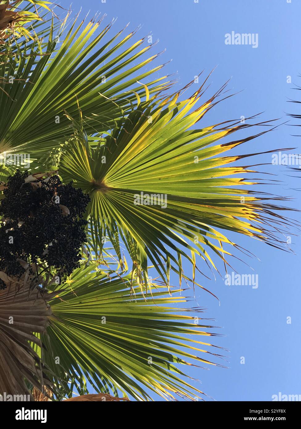 Palm tree leaves Stock Photo