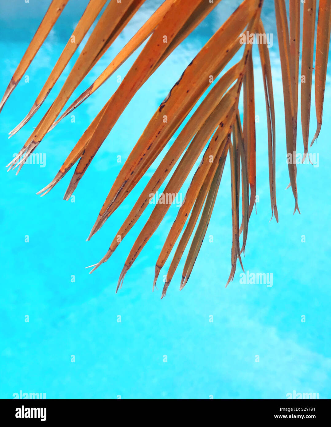 Palm tree leaves against a blue background - Smartphone Captured Stock Image
