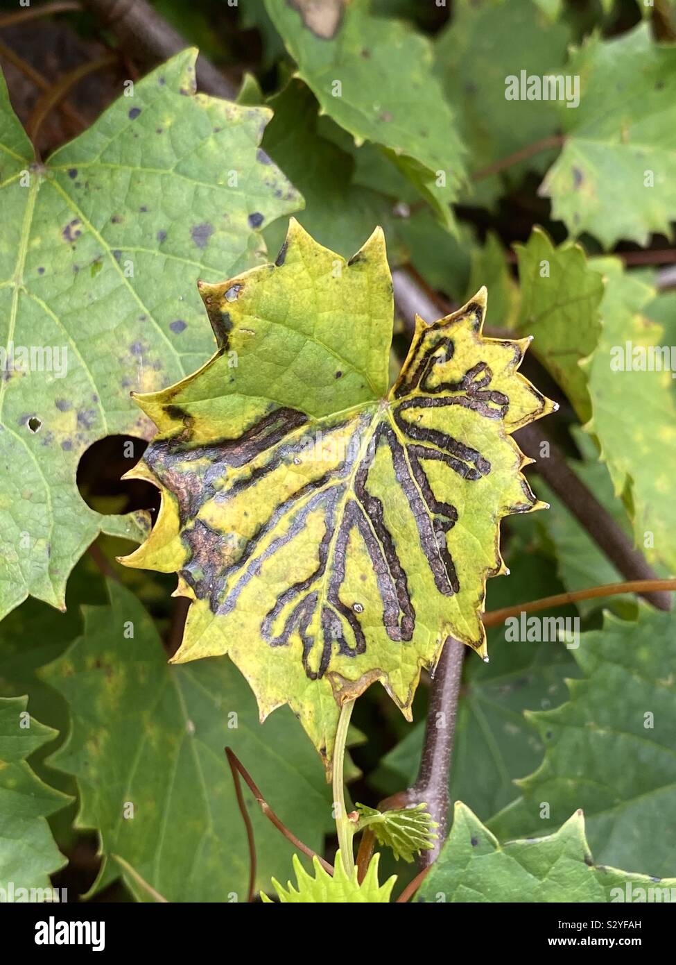 Changing green leaf with very defined outlined details Stock Photo