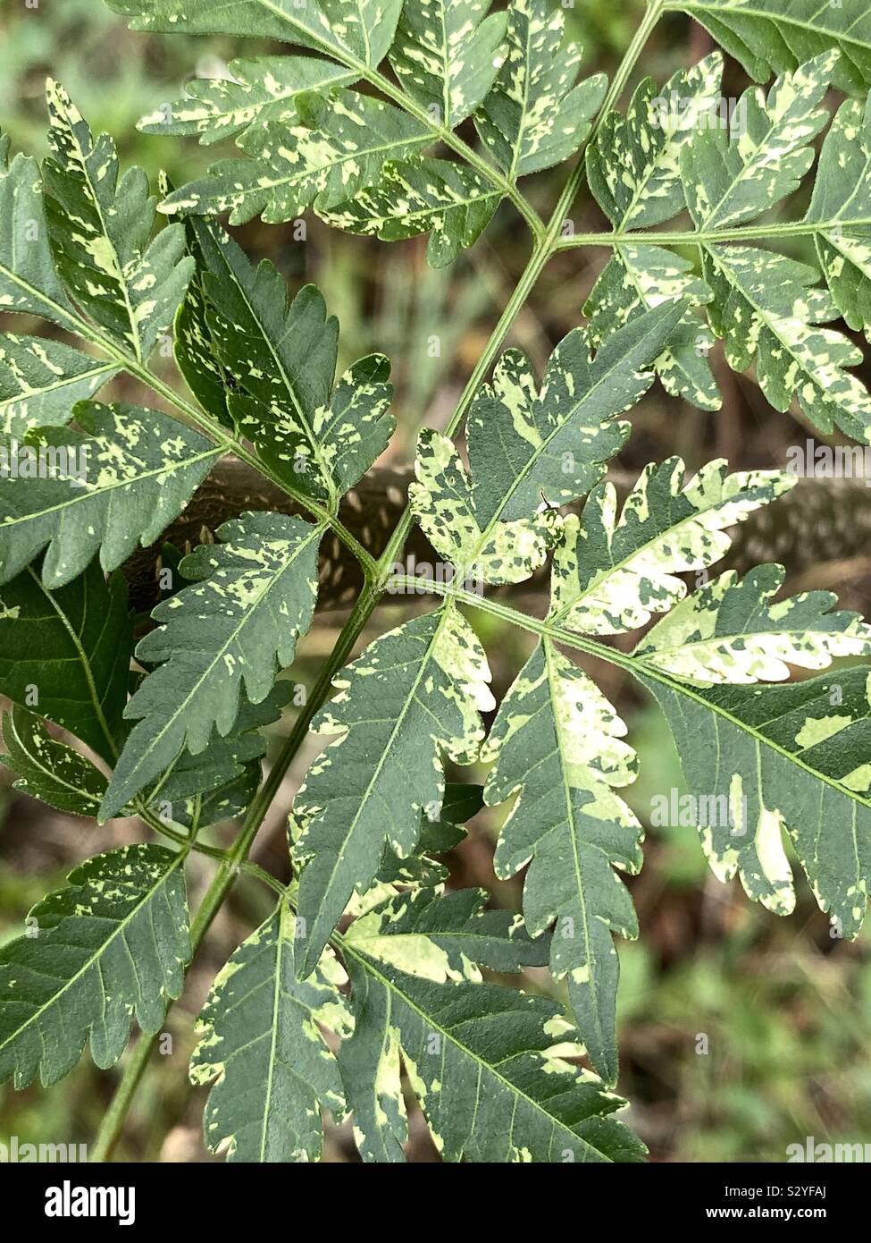 Closeup of green leaves of a tree changing colors to white - Smartphone Captured Stock Image