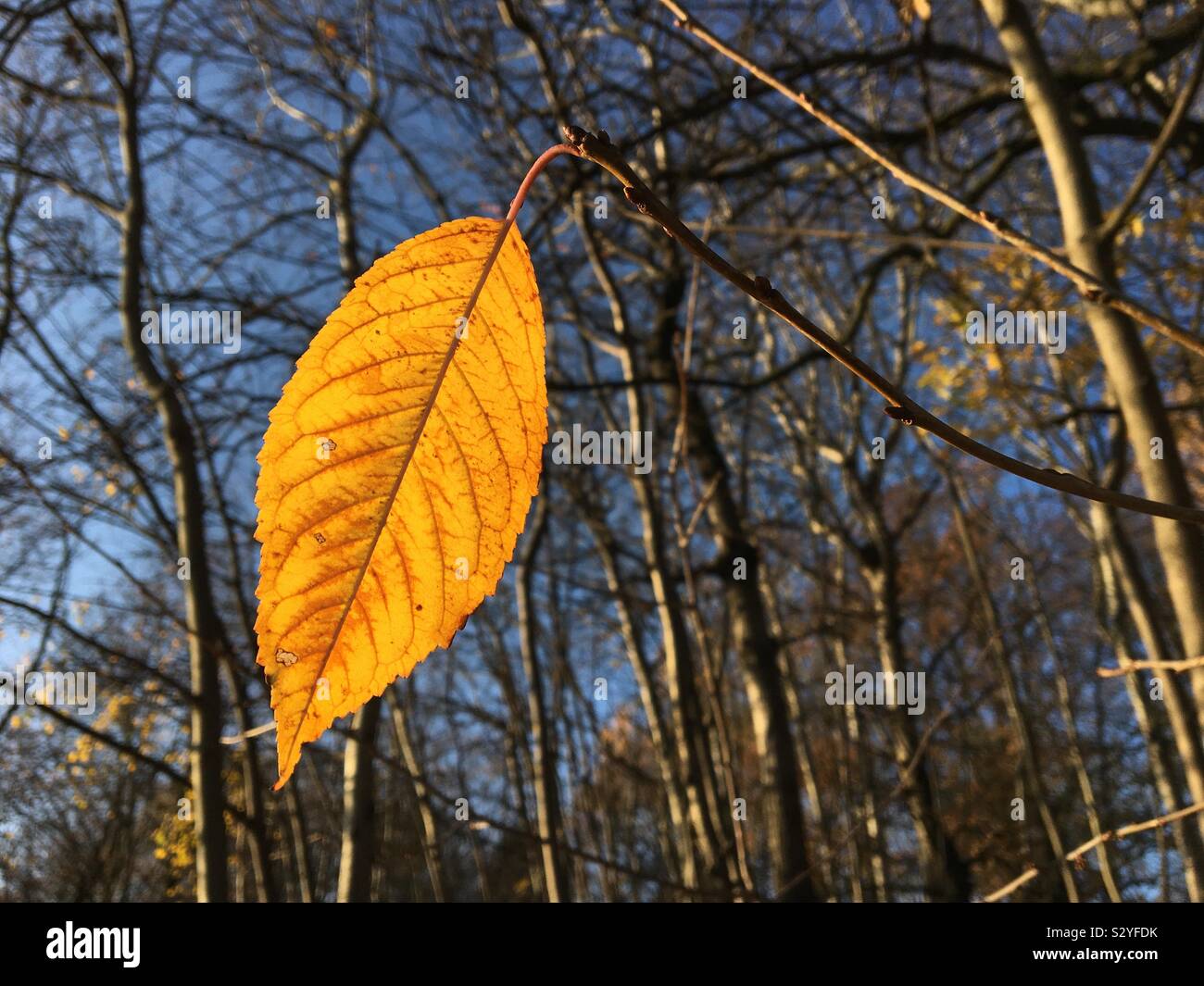 Birch tree deciduous leaf in autumn golden yellow energy colour and