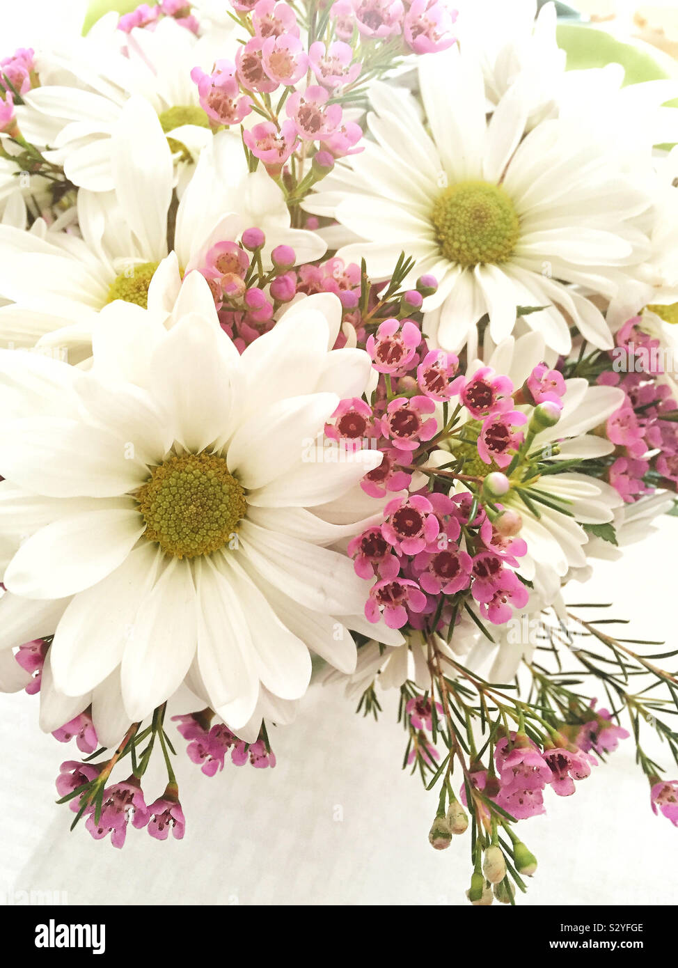A bouquet of white colored daisy flowers with green centers. There are some  small rose colored flowers mixed into the bunch. Selective focus on the  foreground Stock Photo - Alamy