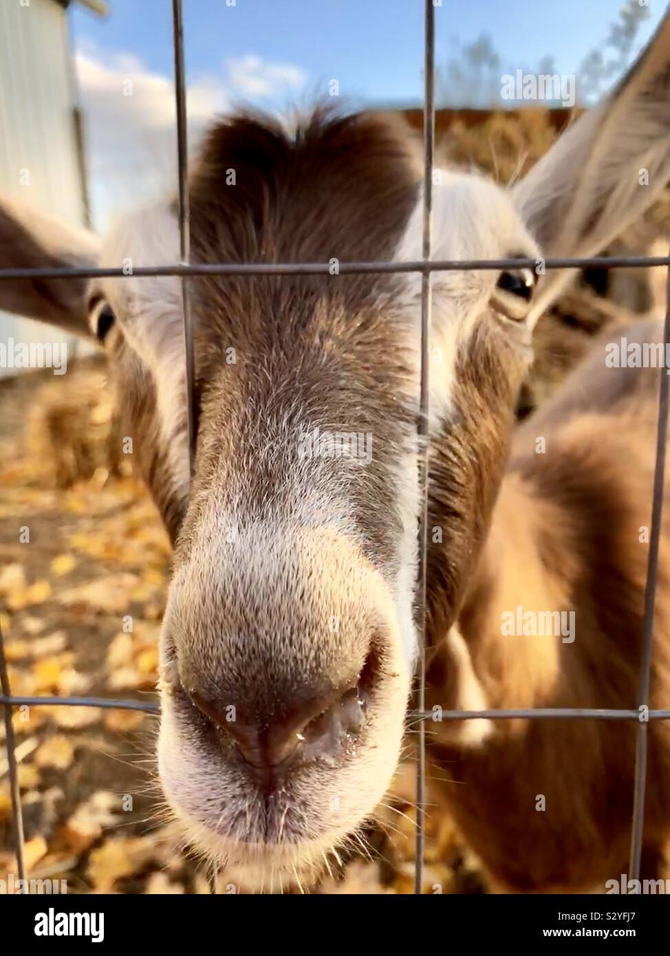 Goat sticking her nose through a fence - Smartphone Captured Stock Image