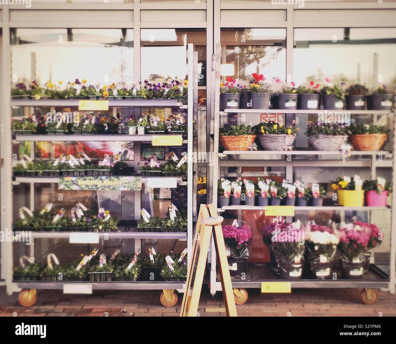 Supermarket display flowers hi-res stock photography and images - Alamy
