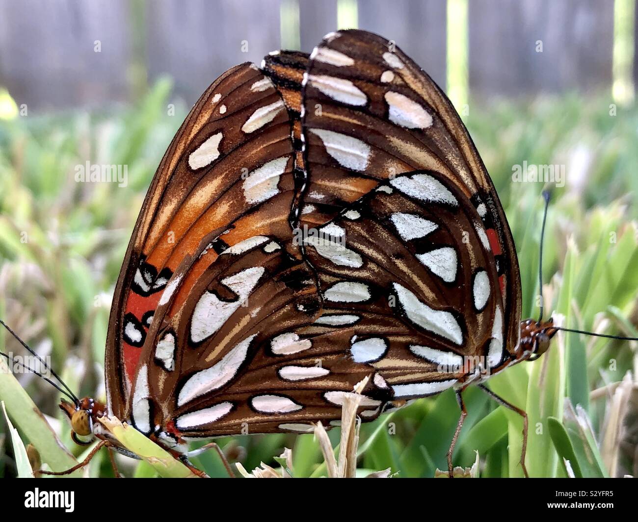 Mating gulf fritillary butterflies - Smartphone Captured Stock Image