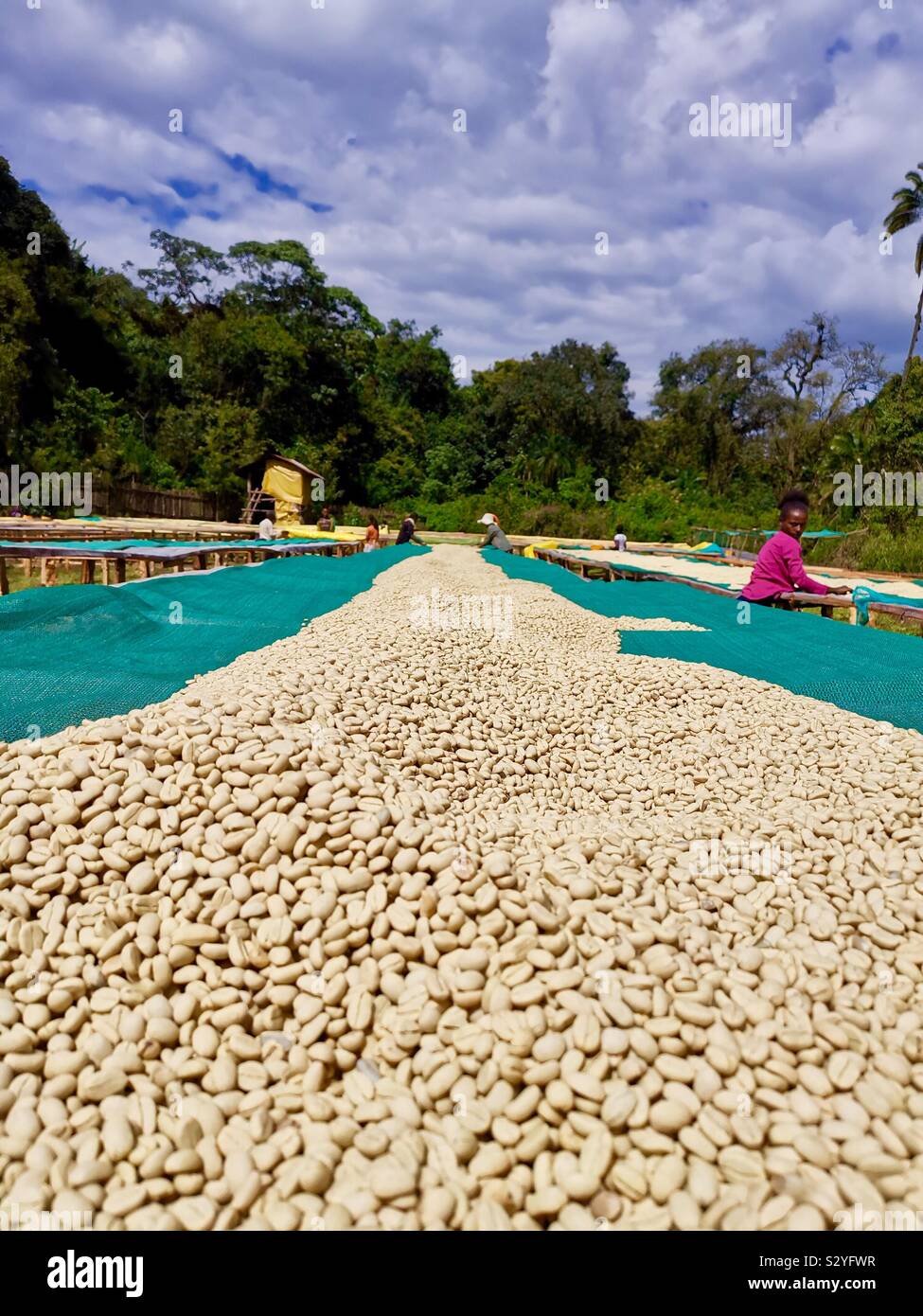 Drying washed coffee beans in a coffee estate in kafa province in Ethiopia. - Smartphone Captured Stock Image