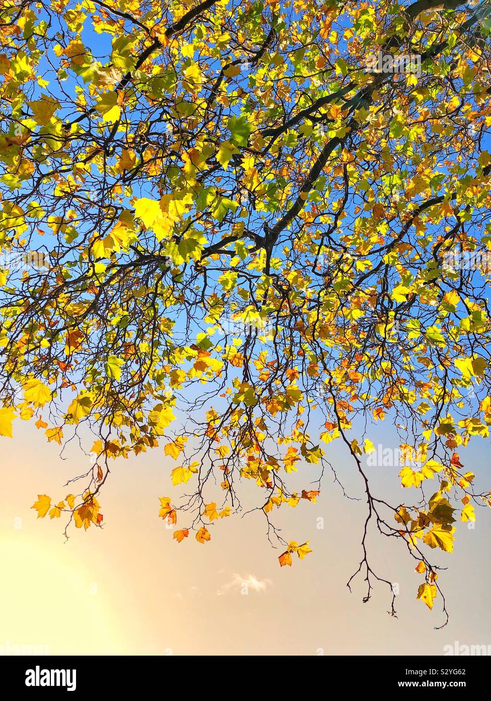 Autumn Colours - Smartphone Captured Stock Image