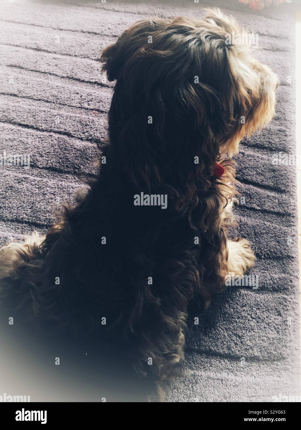 Lovely thoughts - Smartphone Captured Stock Image