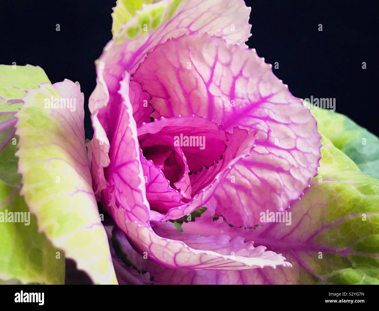 Ornamental Cabbage Centre Stock Photo - Alamy