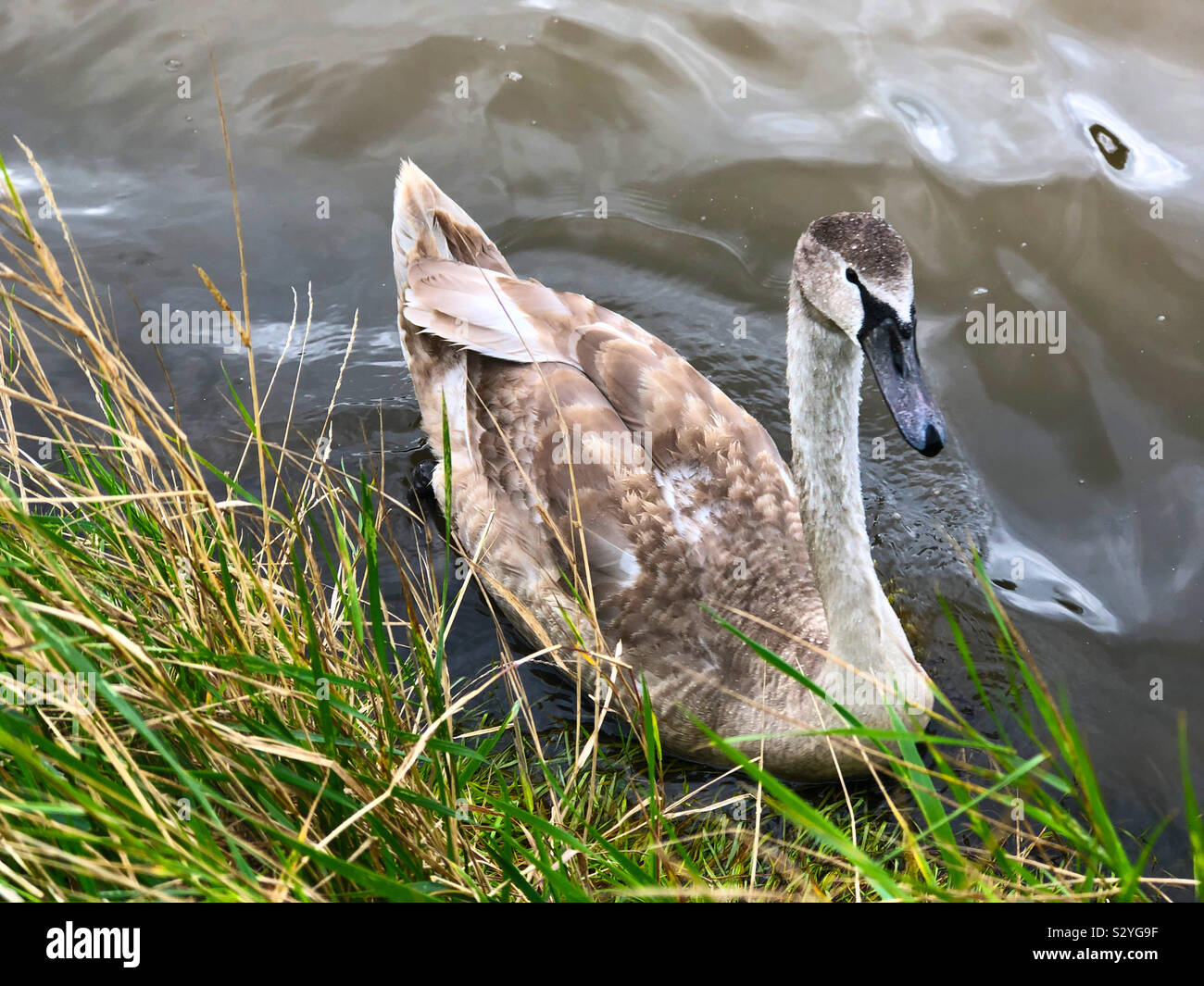 Young swan by Pembroke Castle in Pembrokeshire, Wales, UK. - Smartphone Captured Stock Image