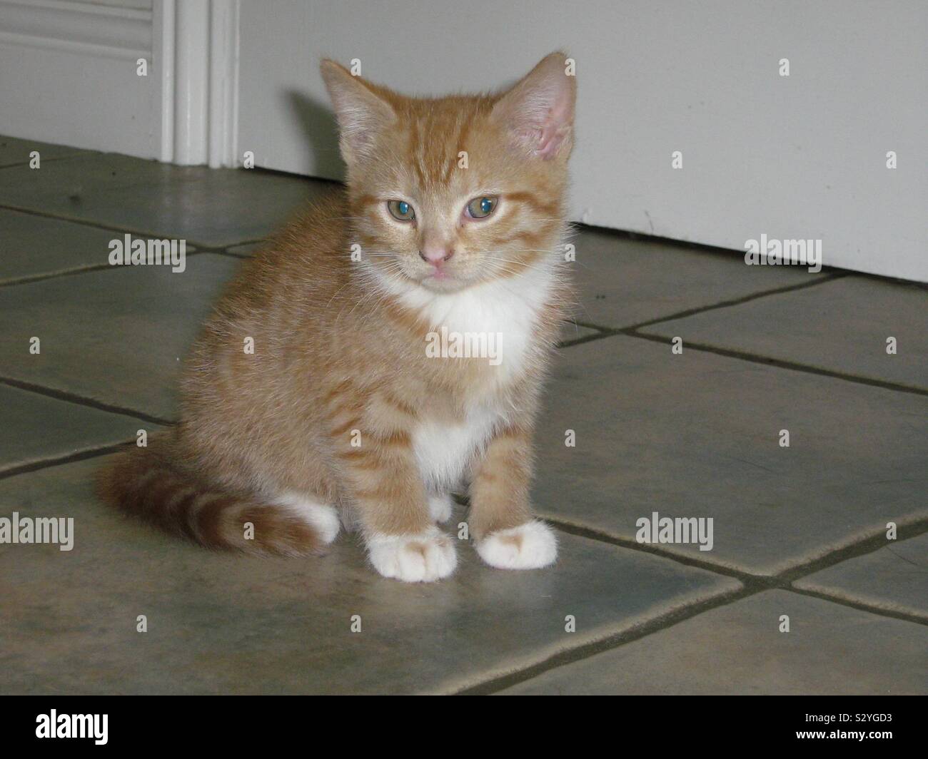Female Ginger Kitten Stock Photo