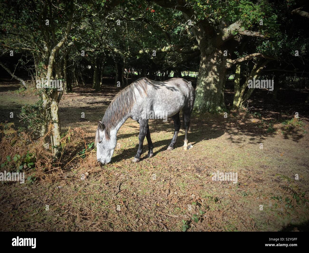 New Forest pony in the Woods near Lymington in the New Forest National Park, Hampshire - Smartphone Captured Stock Image