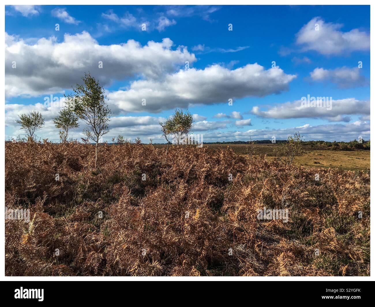 Autumn in the New Forest National Park near Lyndhurst, Hampshire - Smartphone Captured Stock Image