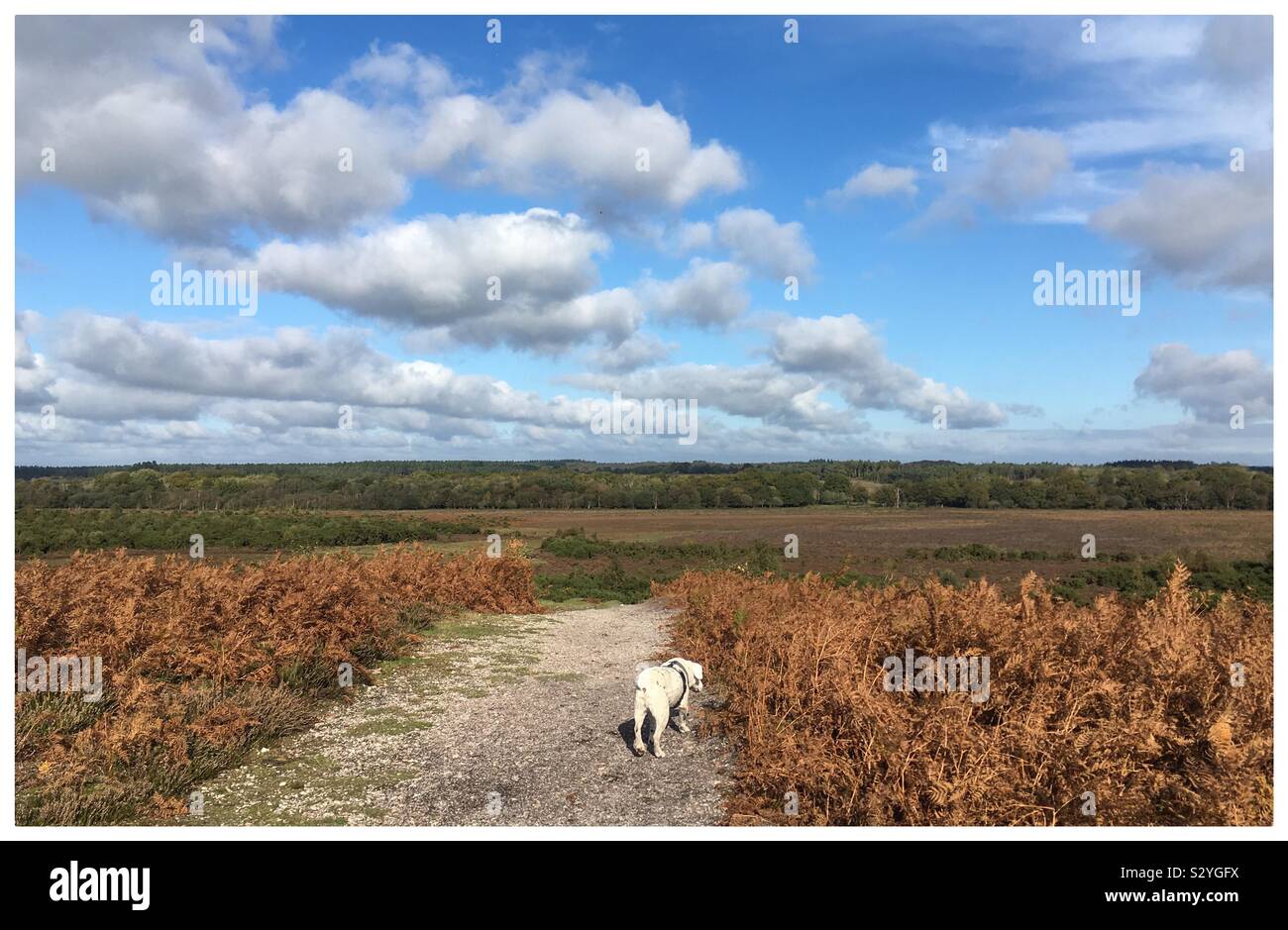 A dog enjoying a walk in the New Forest National Park, Hampshire in autumn - Smartphone Captured Stock Image