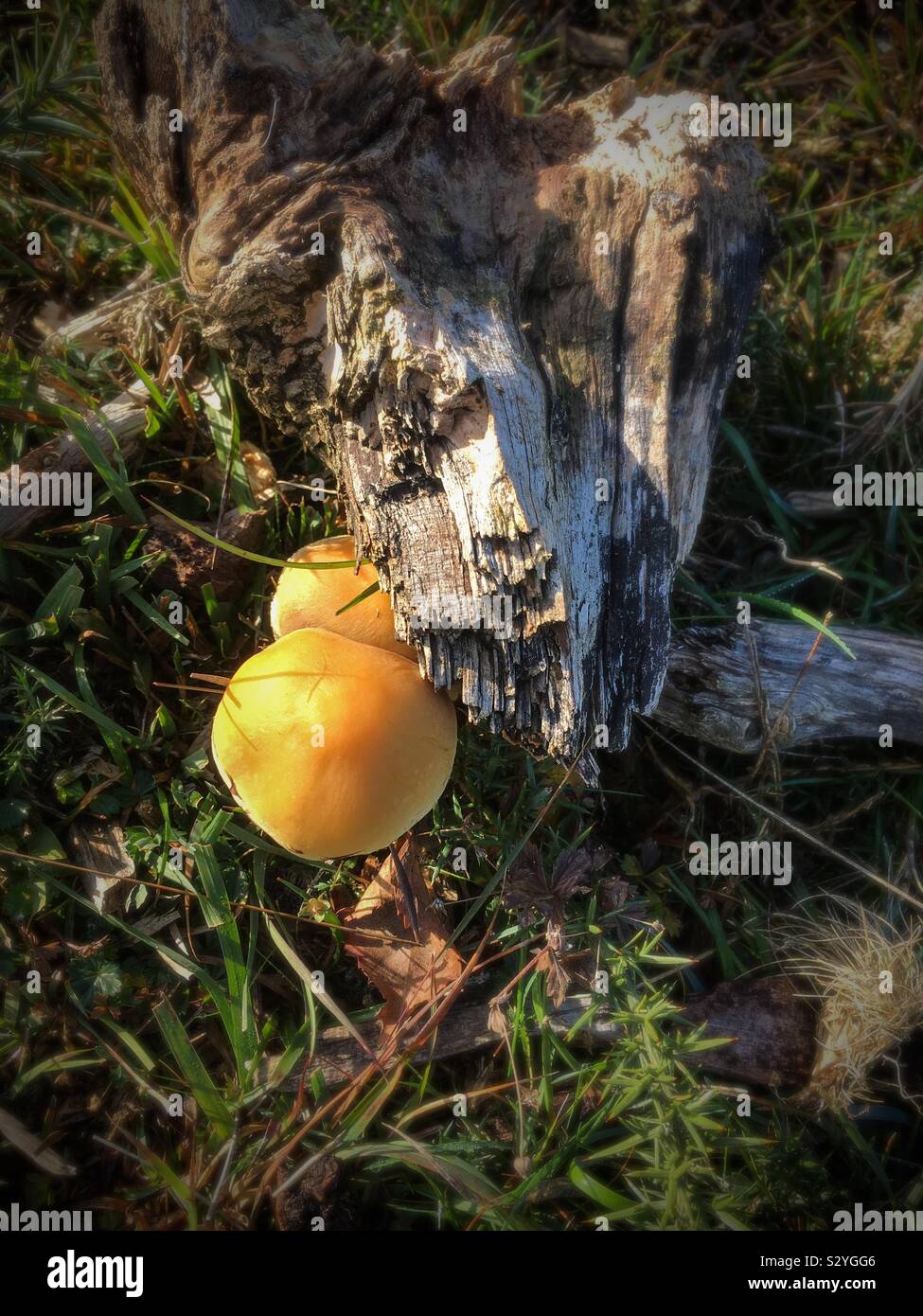 Colourful yellow orange fungus on dead wood - Smartphone Captured Stock Image