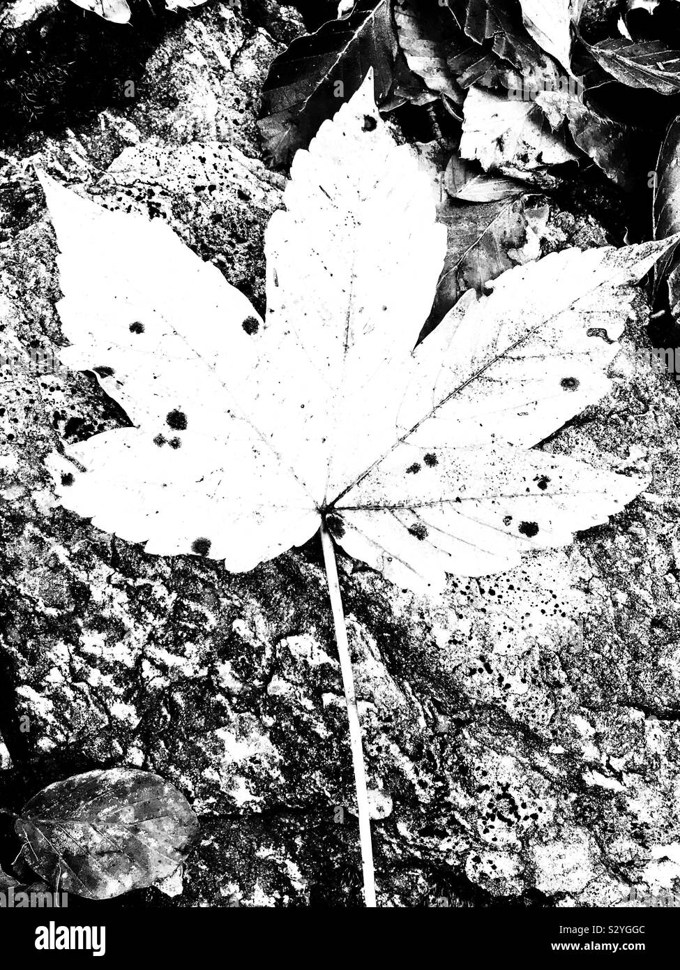 Black and white maple leaf Stock Photo