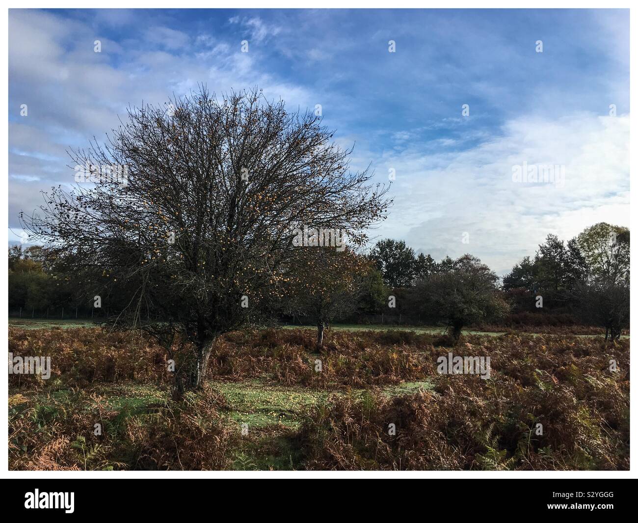 Crab apple tree in the New Forest in the autumn - Smartphone Captured Stock Image