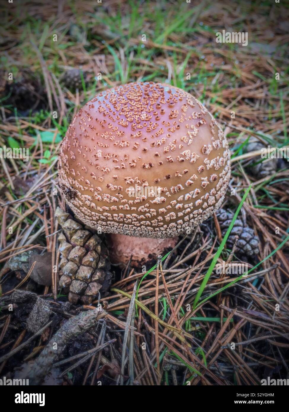 Mushroom in the New Forest National Park in autumn - Smartphone Captured Stock Image