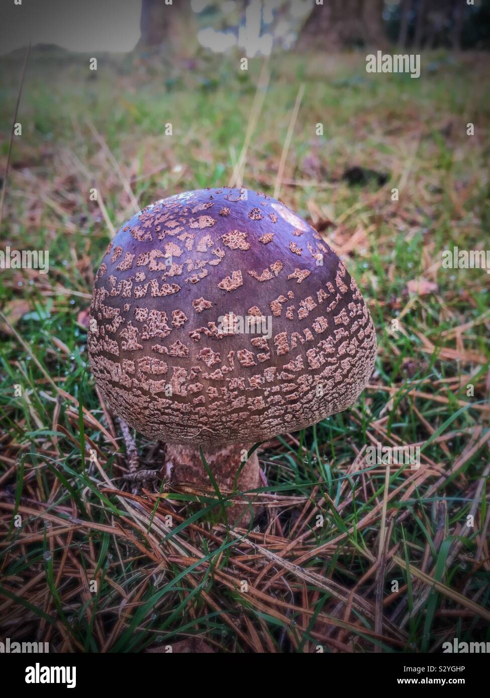 New Forest toadstool in the autumn Stock Photo