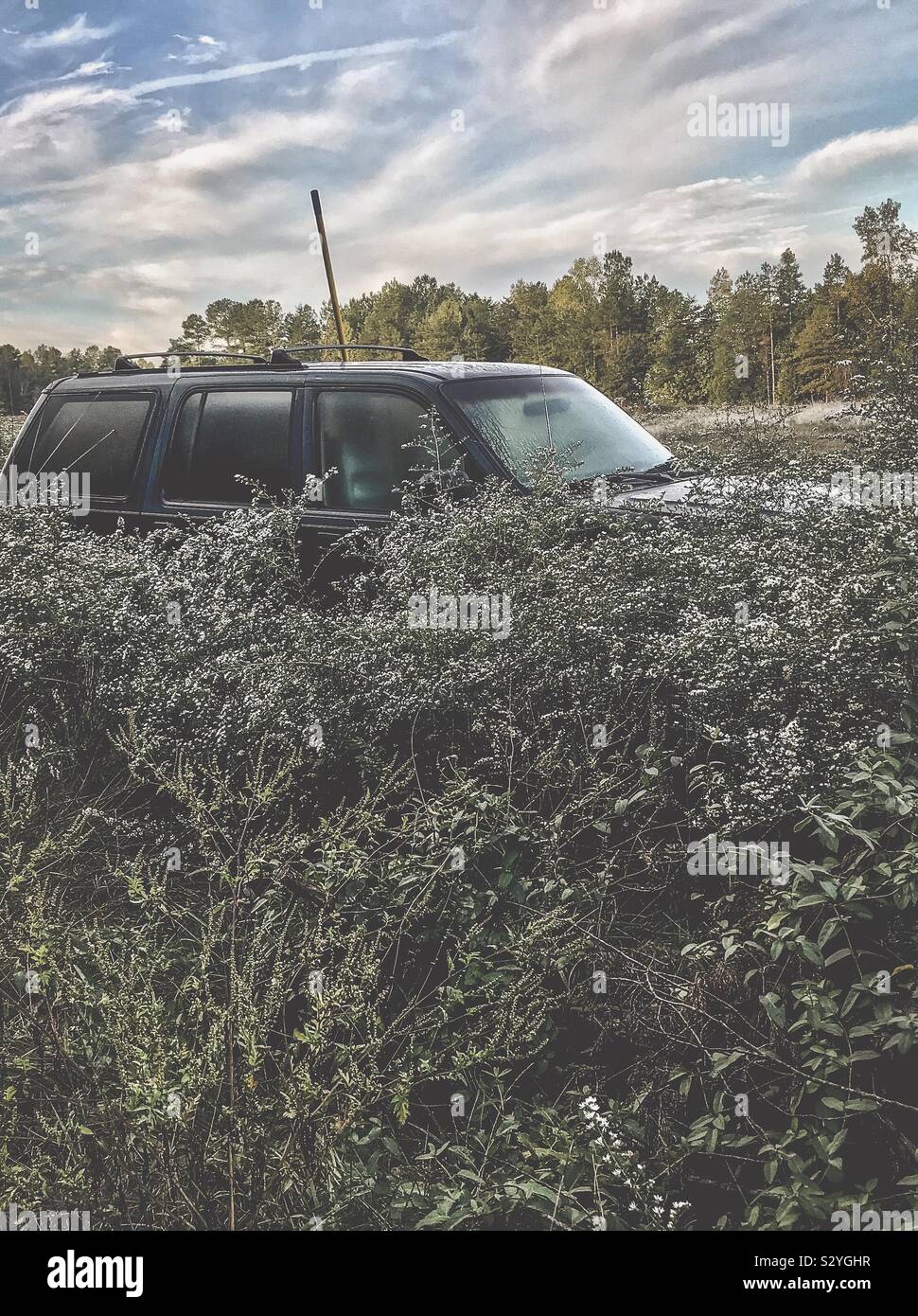 Green SUV surrounded by encroaching Aster pilosus blossoms in October field Stock Photo