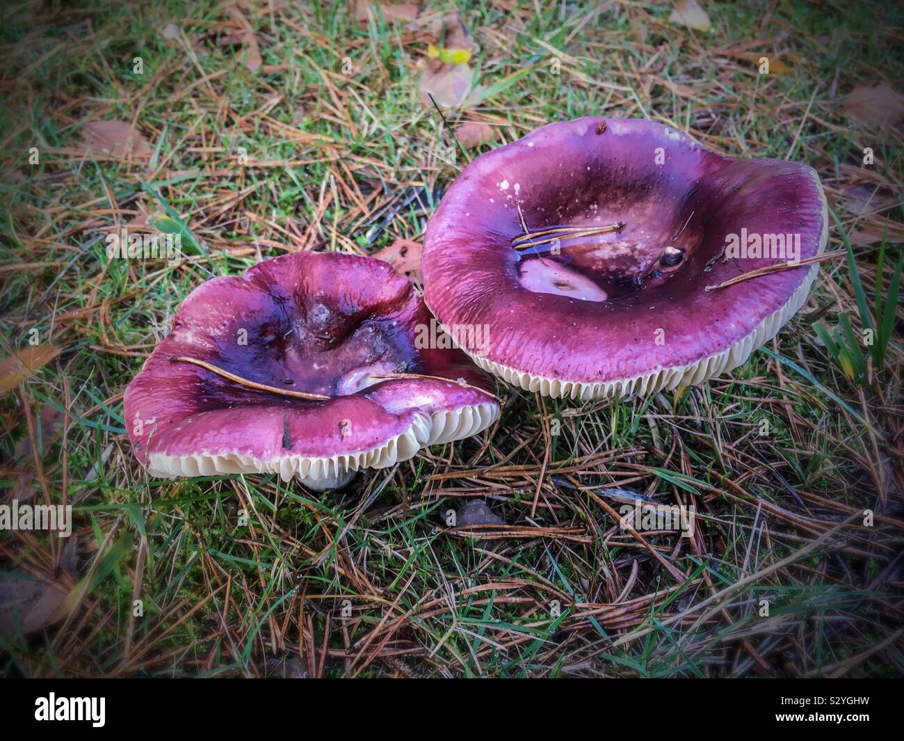 Purple toadstools in the New Forest in autumn - Smartphone Captured Stock Image