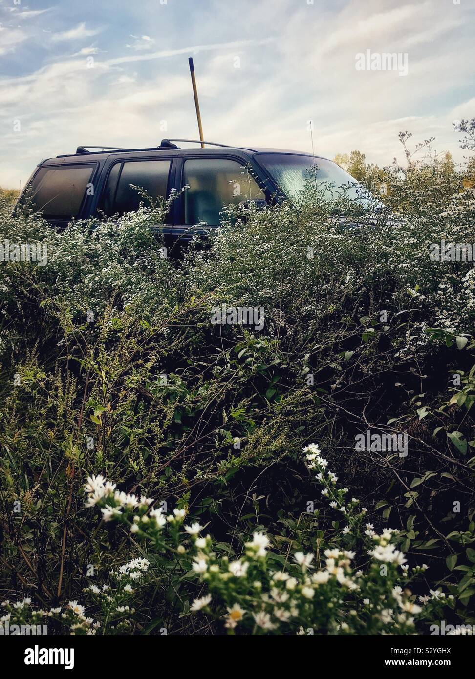 Autumn Frost Asters appear to devour green SUV in North Carolina farm field Stock Photo