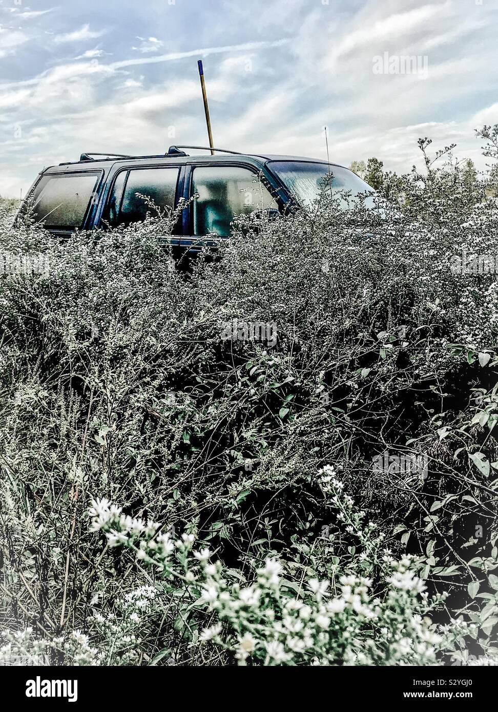 White Frost Astors encroach on parked SUV in North Carolina field Stock Photo