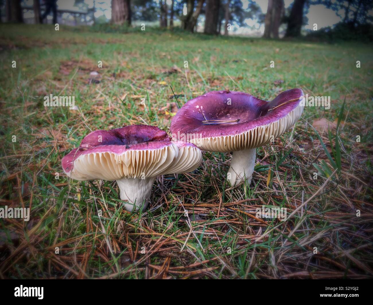 Purple toadstools in the New Forest National Park in autumn - Smartphone Captured Stock Image