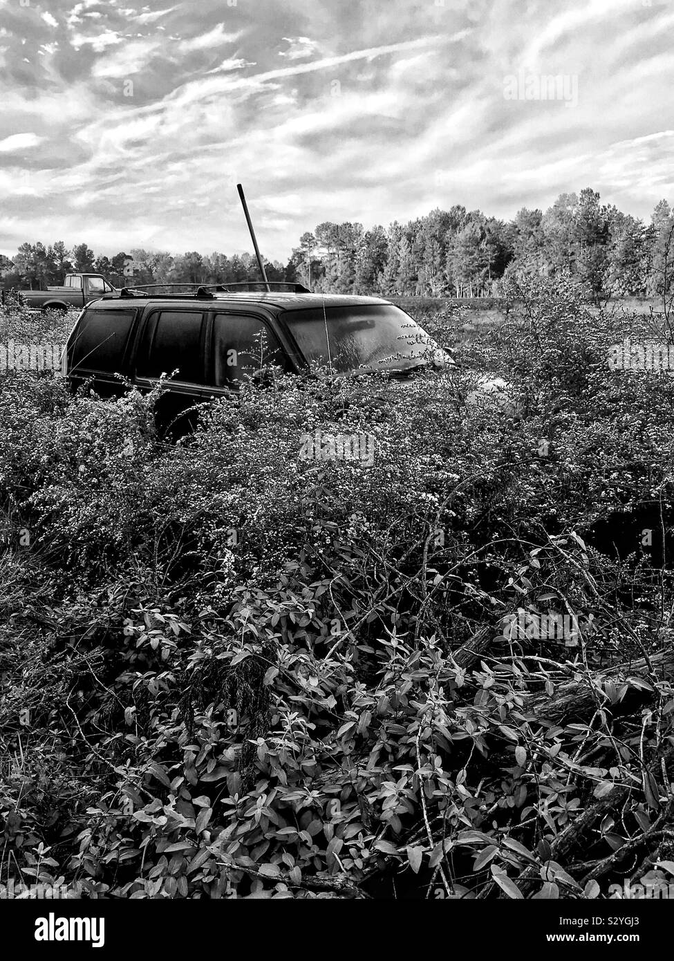 Black and white photo of SUV surrounded by tangle of Frost Asters in North Carolina field Stock Photo