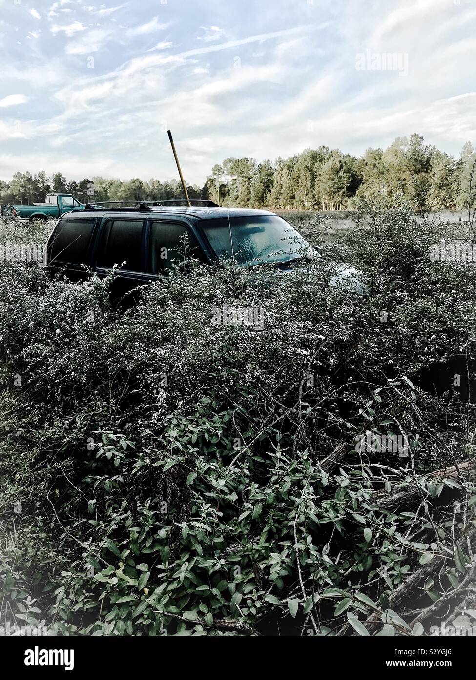 Frost Asters encroach on parked SUV in North Carolina farm field Stock Photo
