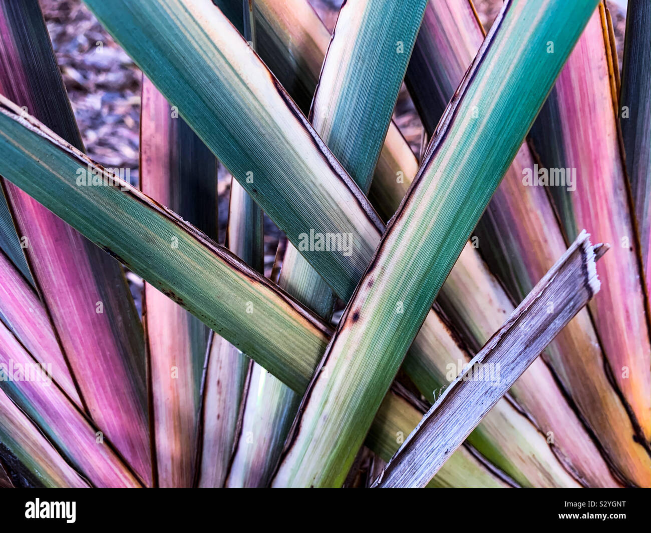Reeds and colorful background hi-res stock photography and images - Alamy