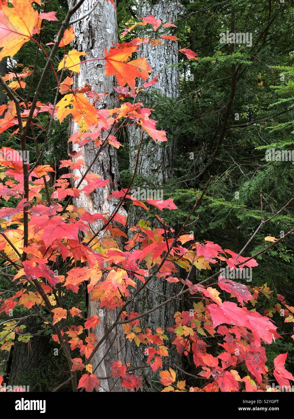 Read maple leaves against green pine trees in the autumn - Smartphone Captured Stock Image