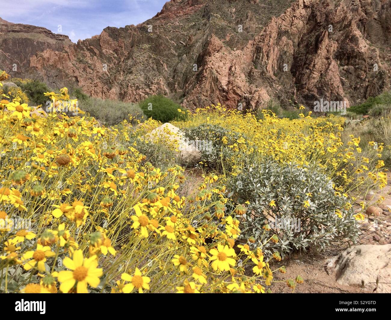 Grand Canyon wildflowers - Smartphone Captured Stock Image