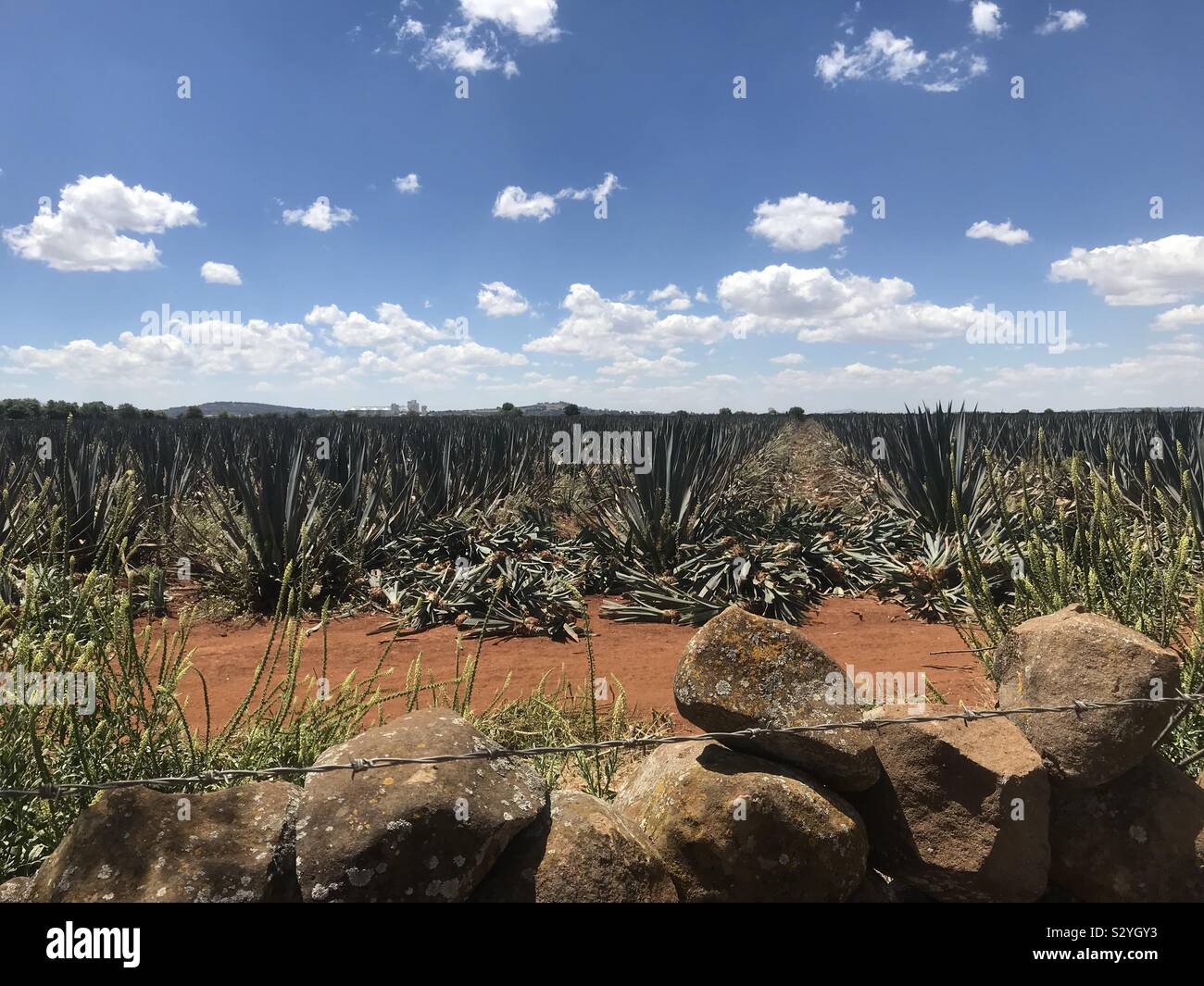 Tequila farm and distillery hires stock photography and images Alamy