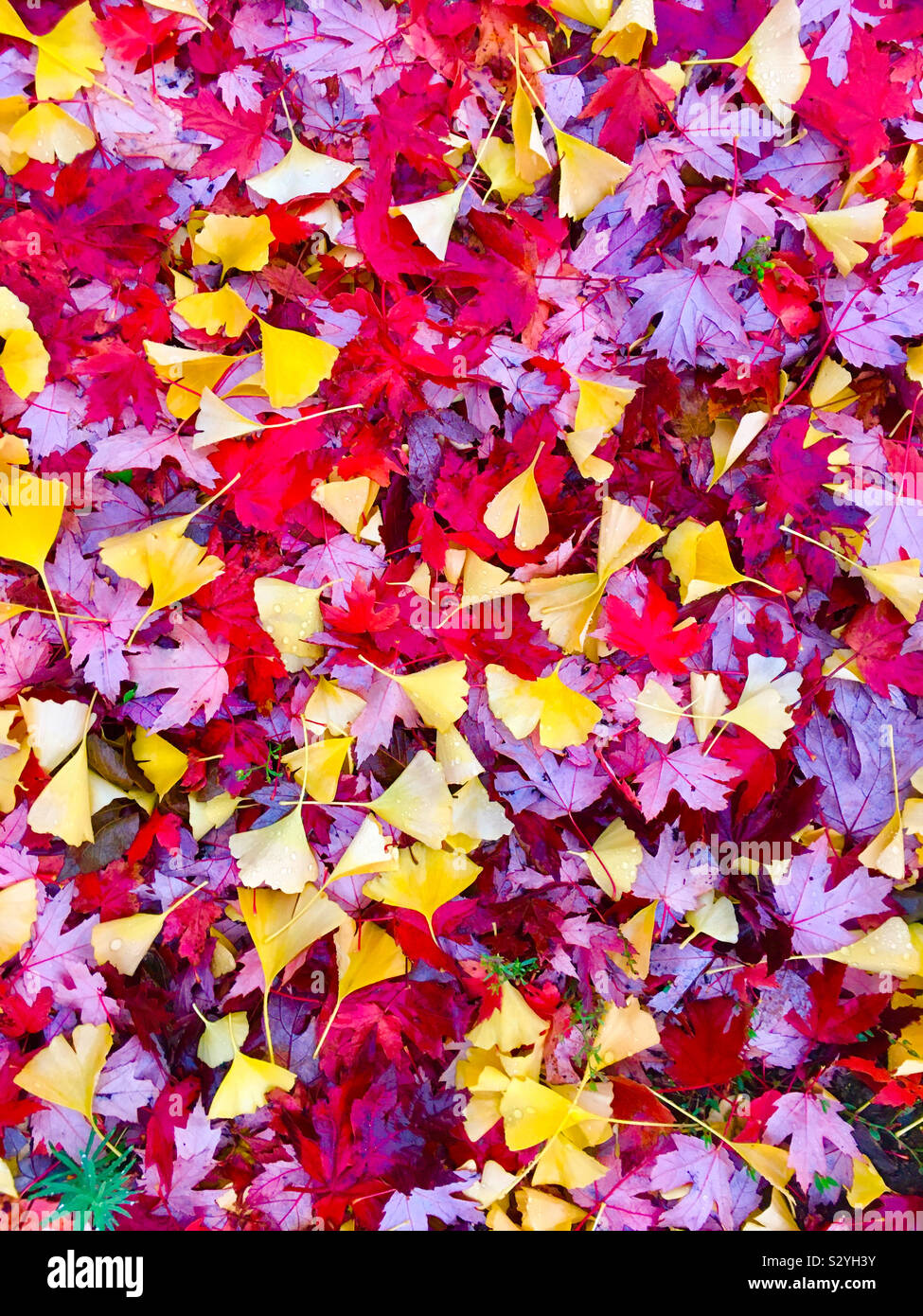 Fallen leaves. Fall colours. Stock Photo
