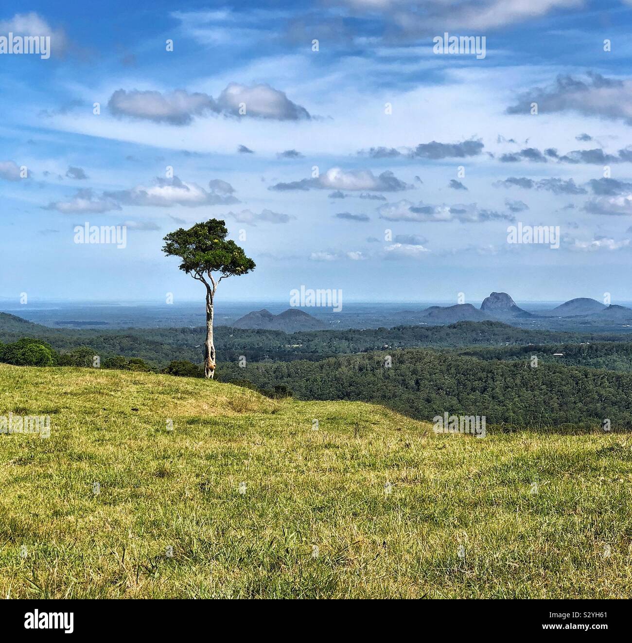 One Tree Hill, Lone Tree Hill Maleny Stock Photo